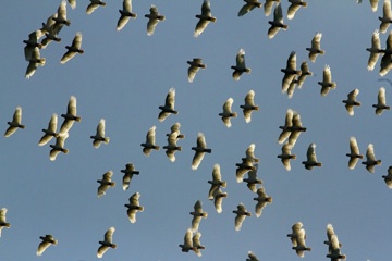 More corellas